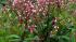 Apocynum venetum